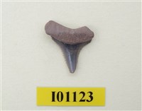 藏品(魚齒)的圖片